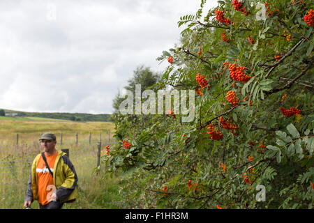 Rowan Tree Sorbus aucuparia (sorbier) avec la maturation des baies North Pennines UK Banque D'Images