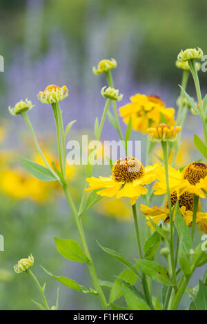 Helenium 'Riverton Beauty'. Sneezeweed fleurs Banque D'Images