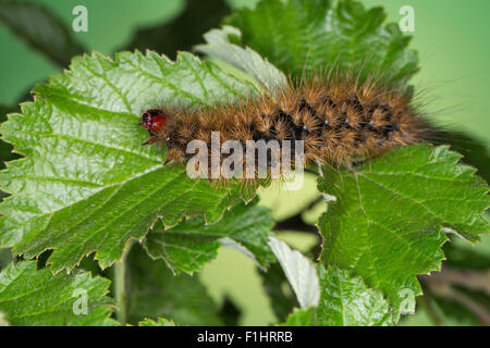 Cream-spot Tiger, Caterpillar, Schwarzer Bär, Raupe Arctia villica,, Epicallia villica, ours, laineux woolly worm Banque D'Images