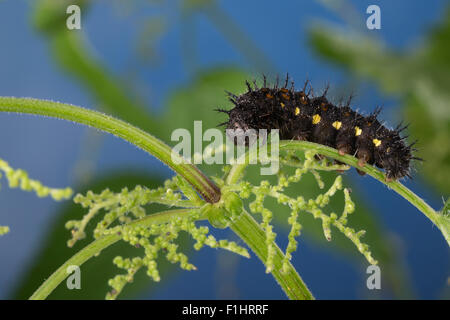 L'amiral rouge, Caterpillar, l'amiral, un Brennnessel-Blatt Raupe frisst, Vanessa atalanta, Pyrameis atalanta, le Vulcain Banque D'Images