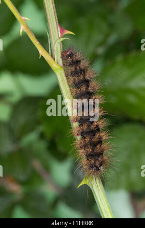 Cream-spot Tiger, Caterpillar, Schwarzer Bär, Raupe Arctia villica,, Epicallia villica, ours, laineux woolly worm Banque D'Images