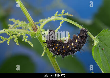 L'amiral rouge, Caterpillar, l'amiral, un Brennnessel-Blatt Raupe frisst, Vanessa atalanta, Pyrameis atalanta, le Vulcain Banque D'Images