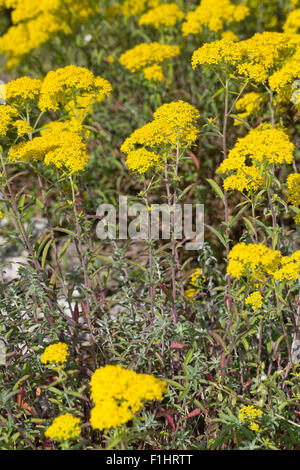 L'argent, Silber-Steinkraut Silbergraues, alyssum, Steinkraut Silberkraut, Alyssum argenteum Banque D'Images