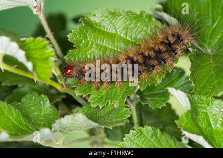 Cream-spot Tiger, Caterpillar, Schwarzer Bär, Raupe Arctia villica,, Epicallia villica, ours, laineux woolly worm Banque D'Images