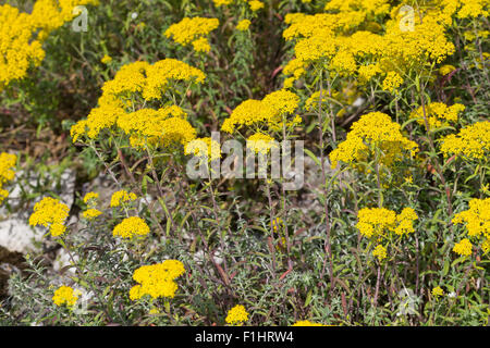 L'argent, Silber-Steinkraut Silbergraues, alyssum, Steinkraut Silberkraut, Alyssum argenteum Banque D'Images