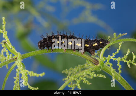 L'amiral rouge, Caterpillar, l'amiral, un Brennnessel-Blatt Raupe frisst, Vanessa atalanta, Pyrameis atalanta, le Vulcain Banque D'Images