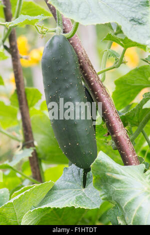 Cucumis sativus. Fruits de concombre sur la vigne soutenu par un châssis hazel stick Banque D'Images