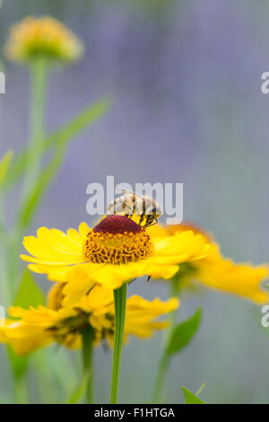 Abeille sur Riverton 'Beauté' fleur. Sneezeweed Banque D'Images