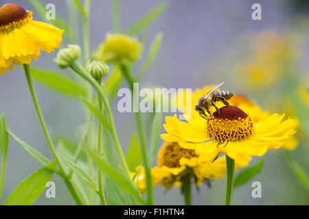 Abeille sur Riverton 'Beauté' fleur. Sneezeweed Banque D'Images