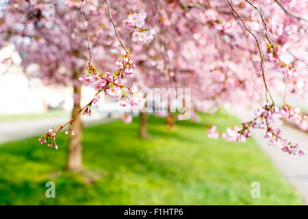 Fleurs de Sakura au début matin brumeux Banque D'Images