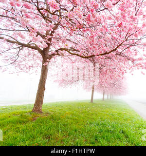 Fleurs de Sakura au début matin brumeux Banque D'Images