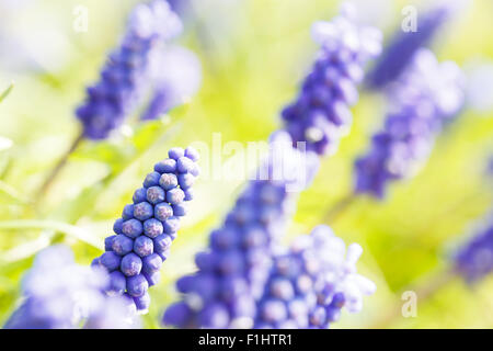 Jacinthe d'eau dans le printemps ! Banque D'Images