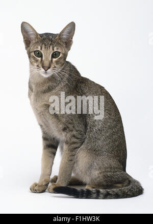 Caramel assis ticked tabby Oriental, vers l'avant Banque D'Images