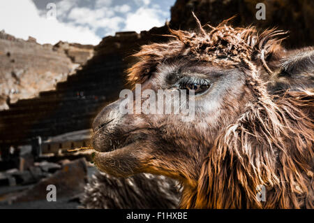 Lamas (Alpaga) dans les montagnes des Andes, le Pérou, Amérique du Sud Banque D'Images