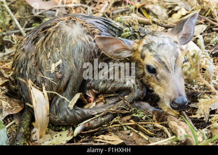 Libre d'un nouveau-né sur Phuluang deer barking Wildlife Sanctuary ,Thaïlande Loei Banque D'Images