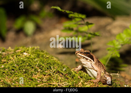 Grenouille des bois Banque D'Images