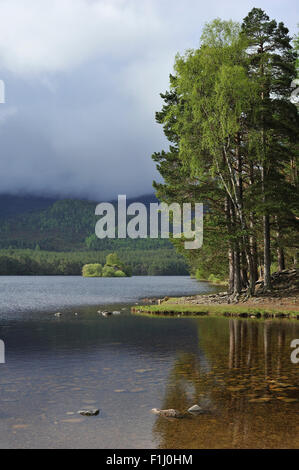 Bois de pin sylvestre autour de Loch an Eilein dans Rothiemurchus, vestige de la forêt écossaise dans les Cairngorms NP, Ecosse, Royaume-Uni Banque D'Images