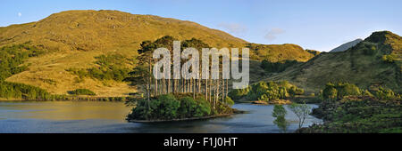 Eilean na Moine islet couvertes de pins sylvestres dans le Loch Eilt le long de la route pour les îles, Lochaber, West Highlands, Ecosse, Royaume-Uni Banque D'Images