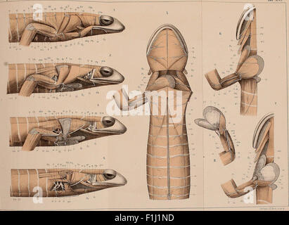 Bronn, classes et ordres d'amphibiens démontré scientifiquement dans des mots et des images Banque D'Images