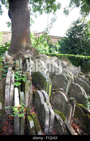 L'Hardy arbre sur le terrain de Camden Road, Londres, UK Banque D'Images