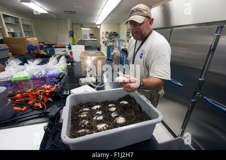 Biologiste de la faune Russ abaisse examine pour vérifier les oeufs d'alligator à l'intérieur d'un laboratoire à la viabilité du Centre spatial Kennedy de la NASA Programme écologique 24 juin 2015 à Cap Canaveral, en Floride. Les reptiles ont éclos en laboratoire et seront retournés à leur site de nidification pour introduction dans la nature. Banque D'Images