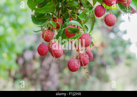 Litchi frais sur l'arbre dans le verger de litchi Banque D'Images