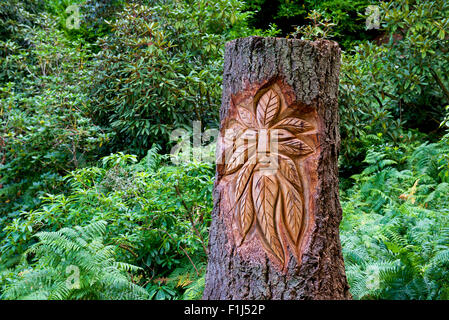 Souche d'arbre sculpté avec visage d'homme vert, dans les jardins du château de Muncaster, West Yorkshire, England UK Banque D'Images