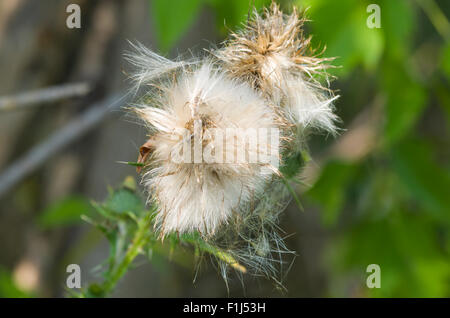 Thistle vers le bas Banque D'Images
