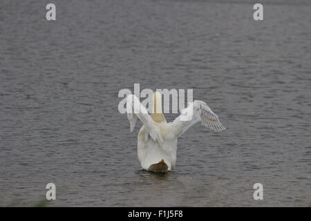 Swan s'étend ses ailes Banque D'Images