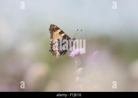 Close-up de la petite écaille (Aglais urticae) butterfly Vue de côté. Isolés par la nature Banque D'Images