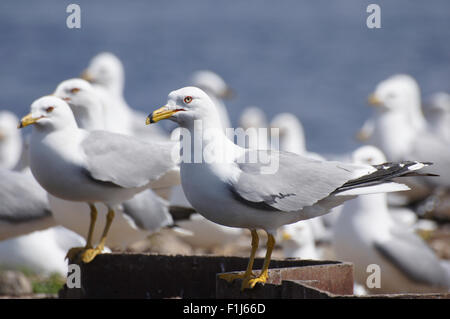 Le goéland à bec cerclé (Larus delawarensis) Regarder en colère à l'extérieur de leur colonie de nidification. Banque D'Images