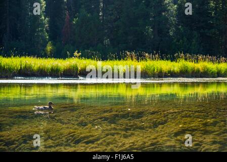 Le canard et la rivière. La rivière Truckee Crystal Clear en Californie Sierra Nevada près du lac Tahoe. La faune de la Californie. Banque D'Images