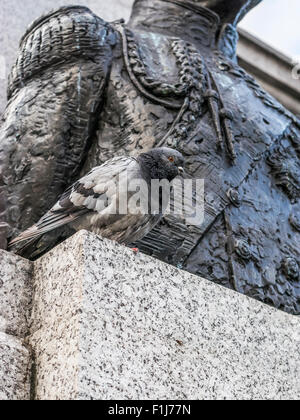 Pigeon à Trafalgar Square se reposant Banque D'Images