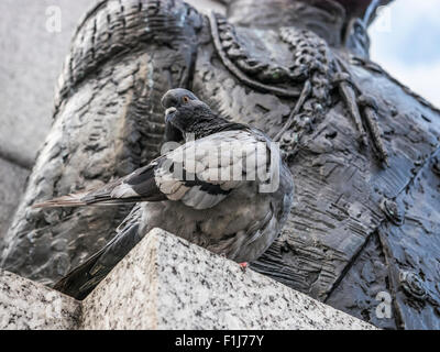 Lissage Pigeon à Trafalgar Square Banque D'Images