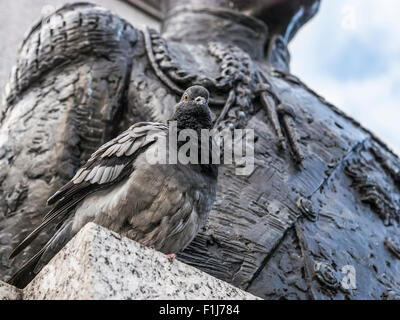 Le pigeon biset Pigeon, à Trafalgar Square Banque D'Images