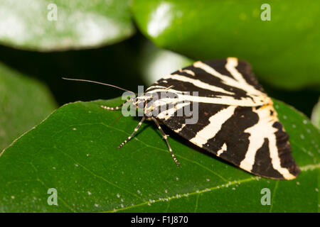 Vue sur la tête du jour battant Jersey Tiger Moth, Euplagia quadripunctaria Banque D'Images
