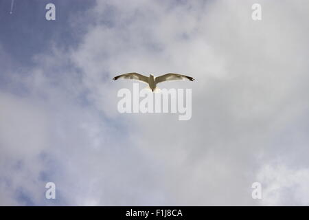 Mouette en vol contre ciel nuageux St Ives, Cornwall station pasty manger Banque D'Images