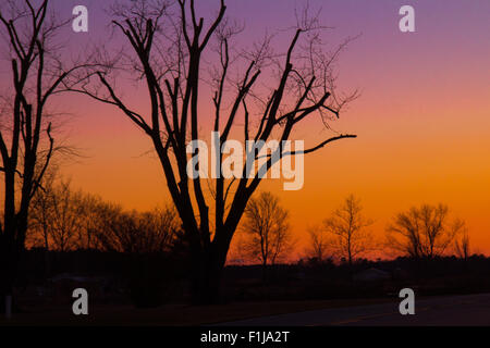 Silhouette d'arbre d'hiver dans le coucher du soleil d'incandescence Banque D'Images