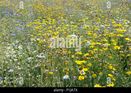 Wildflower Meadow in Bloom, Corn Marigolds - réserve naturelle de fleurs sauvages Glebionis segetum Banque D'Images