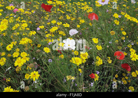 Pré de fleurs sauvages en fleurs, fleurs de maïs - Glebionis Segetum Banque D'Images