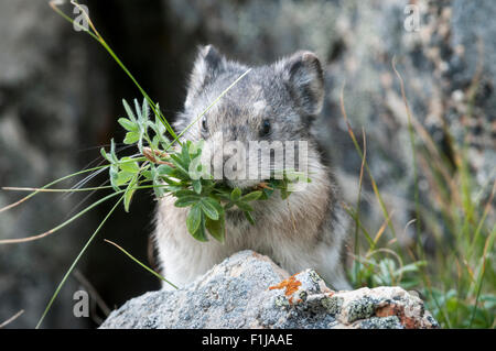 Pika munis (Ochotona collaris) est une petite que lagomorphes vit en champs de blocs dans le parc national Denali, en Alaska. Les pikas ne pas Banque D'Images