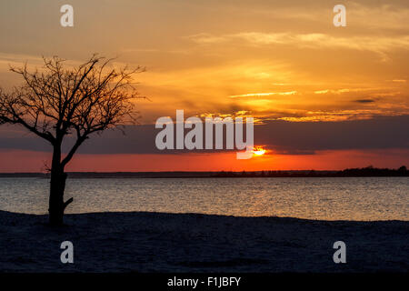 Le coucher et le petit arbre sur Assateague Island Banque D'Images