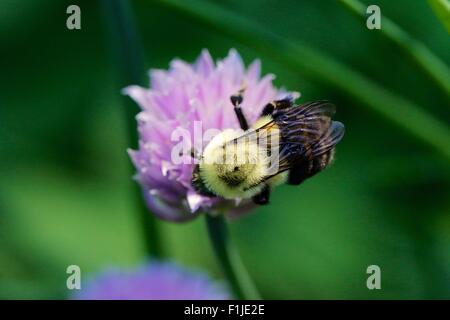 Bumble abeille sur la ciboulette fleur. Banque D'Images