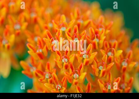 L'asclépiade tubéreuse, un type d'asclépiades. Asclepias tuberosa Banque D'Images