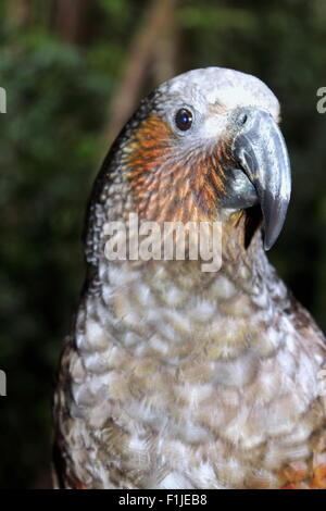 La NOUVELLE ZELANDE Kaka Parrot Banque D'Images