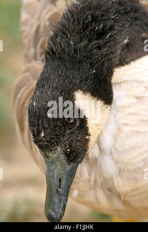 Portrait d'une belle oie du Canada ( Branta canadensis ) Banque D'Images