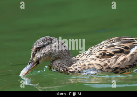 Gros plan du canard colvert femelle à la recherche de nourriture à la surface de l'eau du lac Banque D'Images