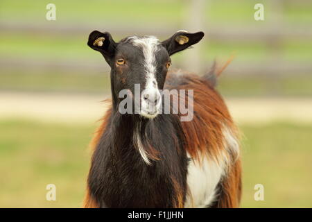 Photo d'une chèvre de couleur marbrée à la ferme Banque D'Images