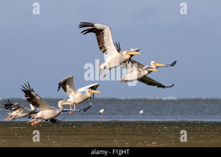 Troupeau de grands pélicans ( Pelecanus onocrotalus ) à l'île Sahalin, Delta du Danube, Roumanie Banque D'Images