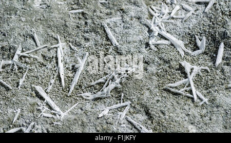 Des cristaux de sel chez Tso Kar, un lac salé, 4 530 m, Changtang, région Thukje, Jammu-et-Cachemire, l'Inde Banque D'Images